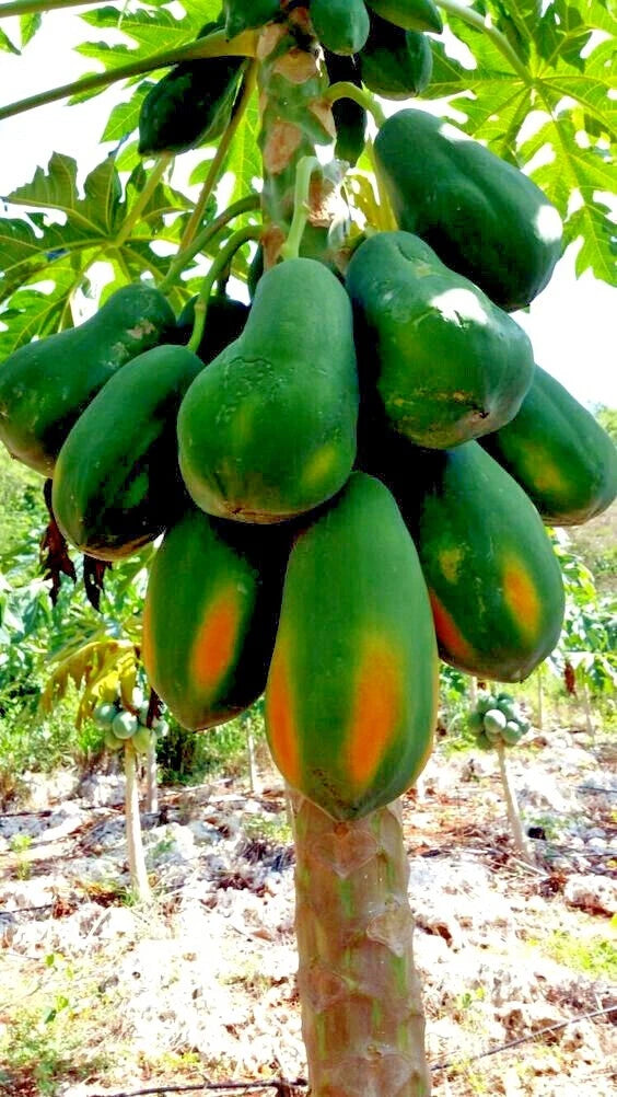 Dwarf Solo Waimanalo Carica Papaya Seeds – Fast-Fruiting Houseplant