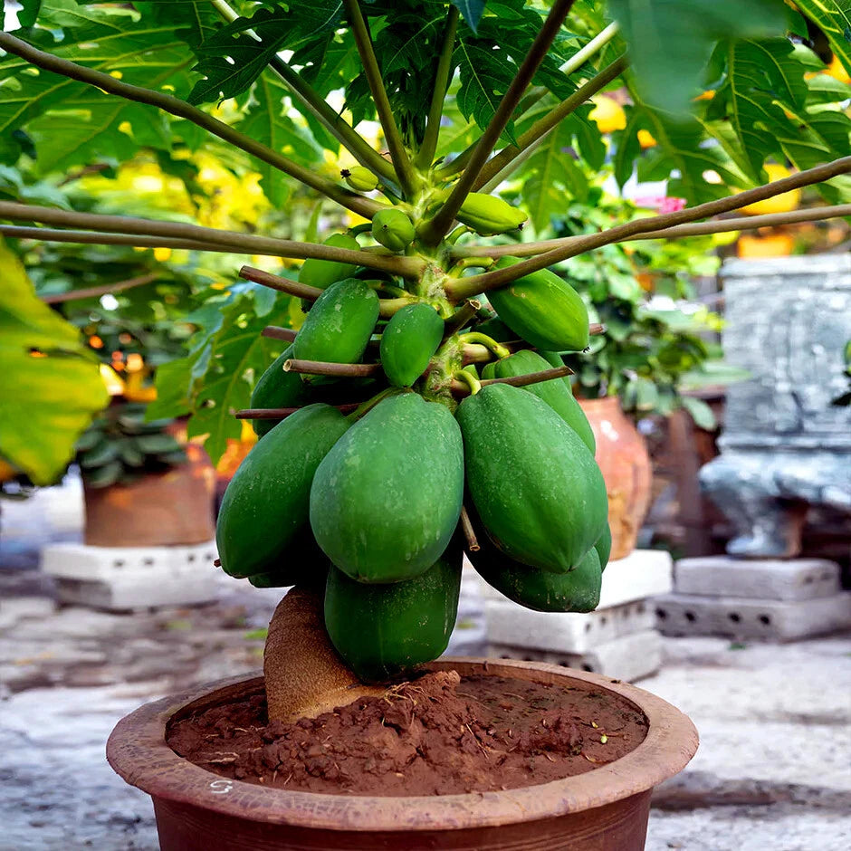 Dwarf Solo Waimanalo Carica Papaya Seeds – Fast-Fruiting Houseplant