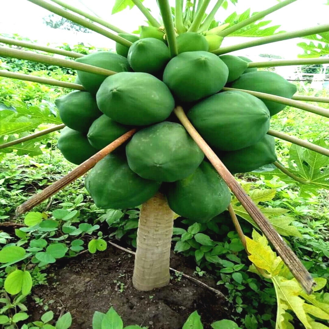 Dwarf Solo Waimanalo Carica Papaya Seeds – Fast-Fruiting Houseplant