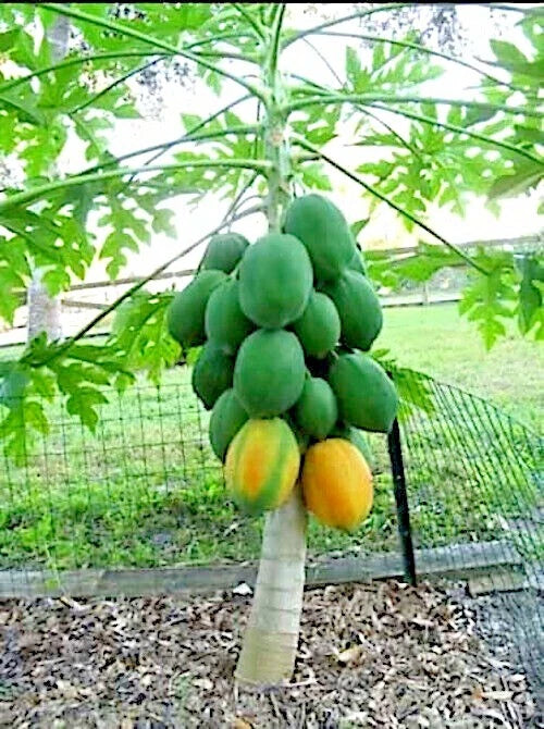 Dwarf Solo Waimanalo Carica Papaya Seeds – Fast-Fruiting Houseplant
