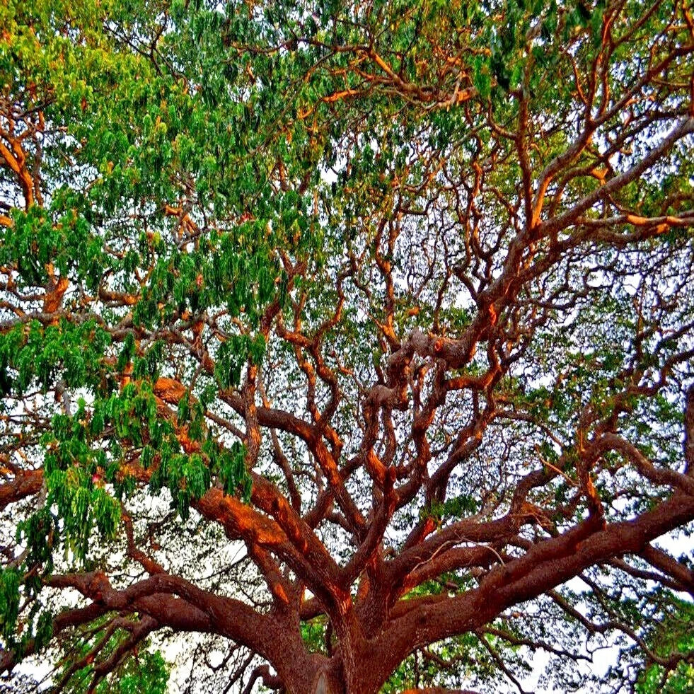 FORMOSAN KOA TREE SEEDS (Acacia confusa) Fast Growing Flowering Exotic Plant