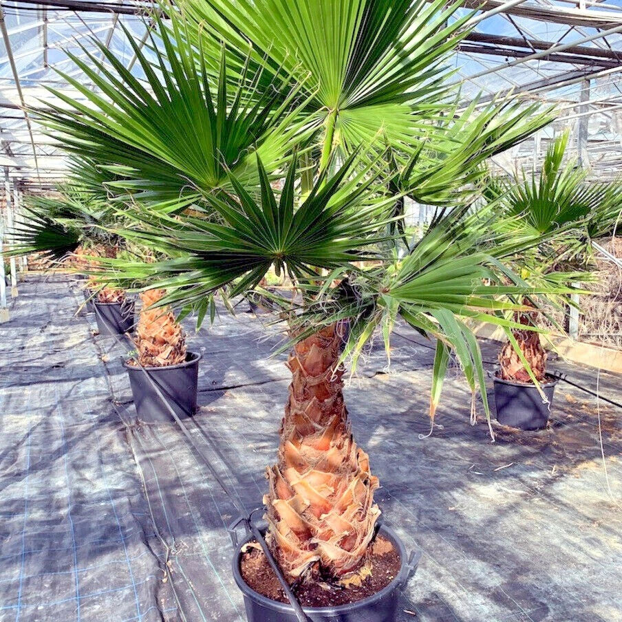 Potted Mexican fan palm (Washingtonia robusta) trees in a greenhouse setting