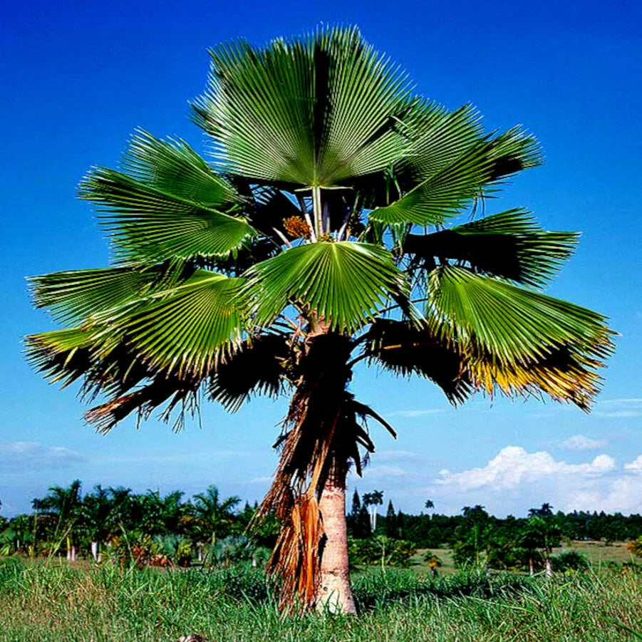 Fiji Fan Palm tree (Pritchardia pacifica) with a clear blue sky in the background