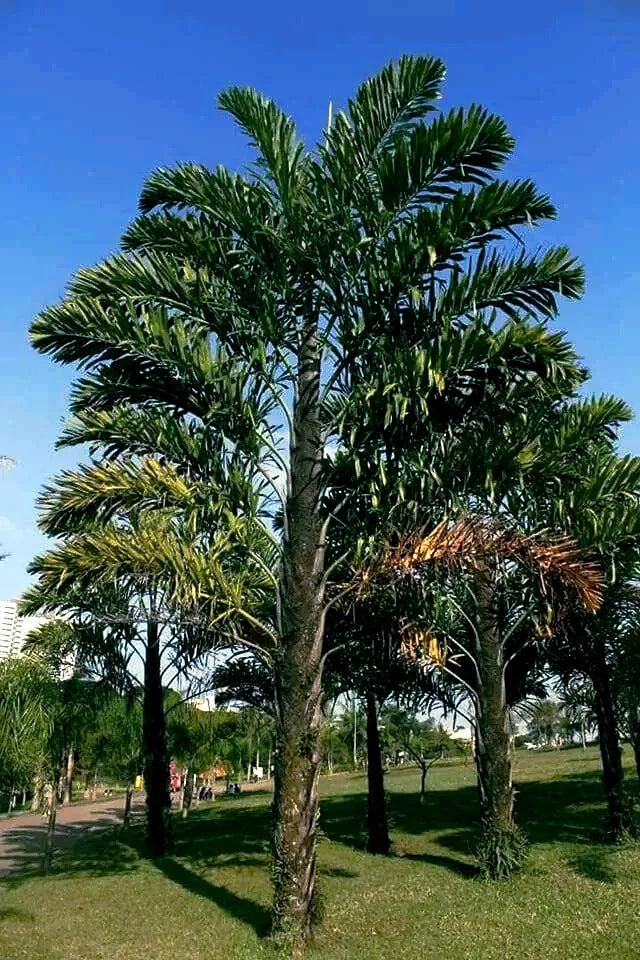 Fishtail Palm tree (Wallichia disticha) in a park with clear blue sky