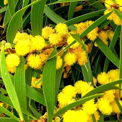 FORMOSAN KOA TREE SEEDS (Acacia confusa) Fast Growing Flowering Exotic Plant