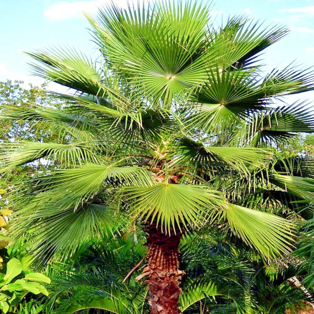 Mexican fan palm tree with green fronds against a clear blue sky