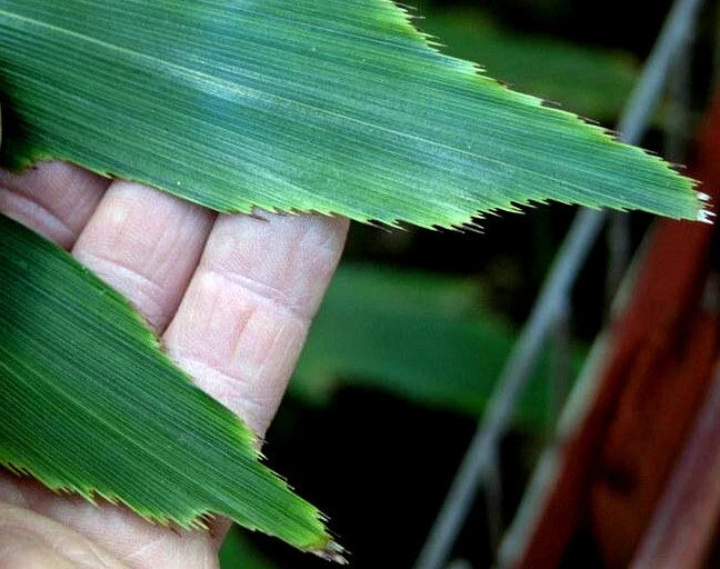 Close-up of a hand holding a Fishtail palm green leaf with a blurred natural background