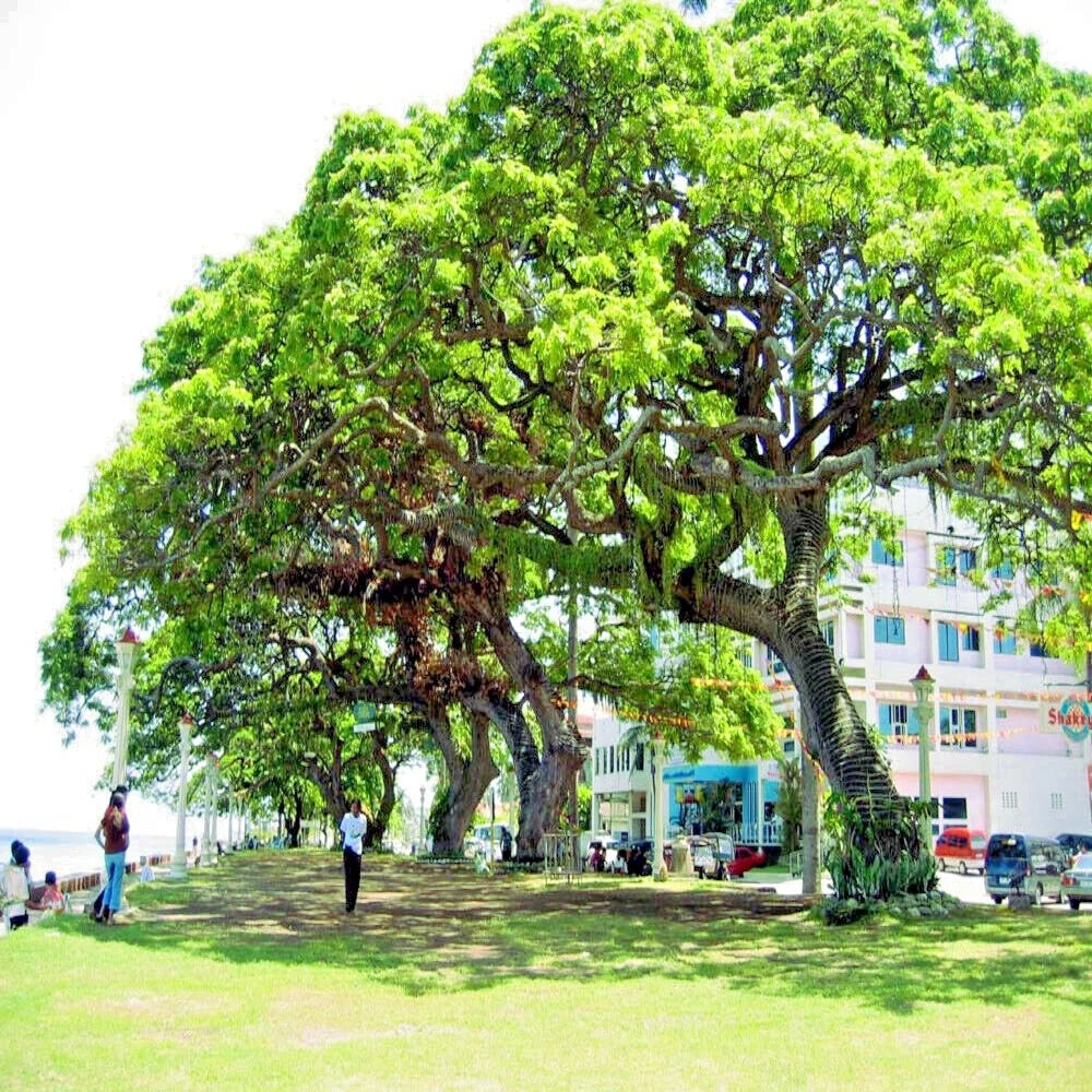 FORMOSAN KOA TREE SEEDS (Acacia confusa) Fast Growing Flowering Exotic Plant