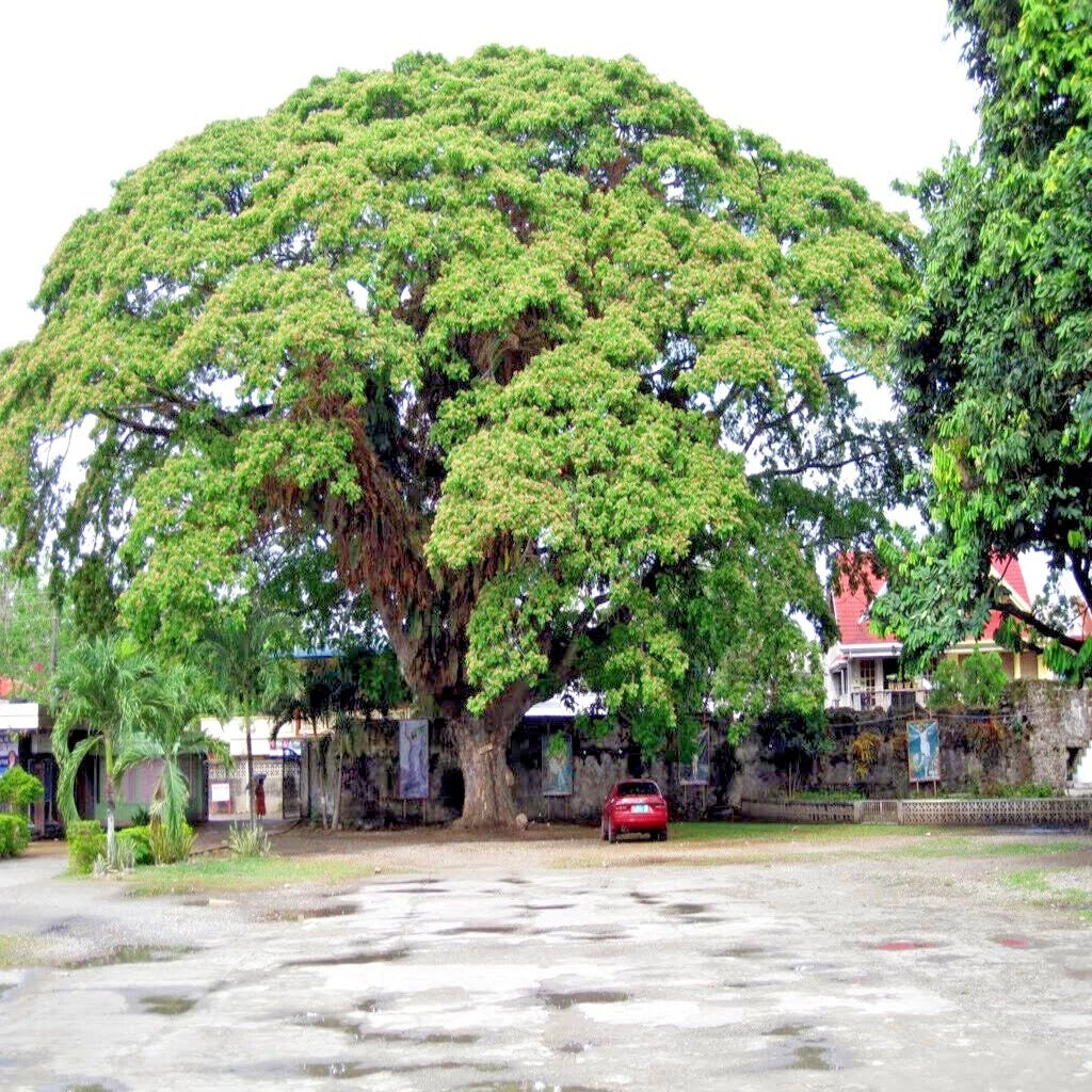 FORMOSAN KOA TREE SEEDS (Acacia confusa) Fast Growing Flowering Exotic Plant