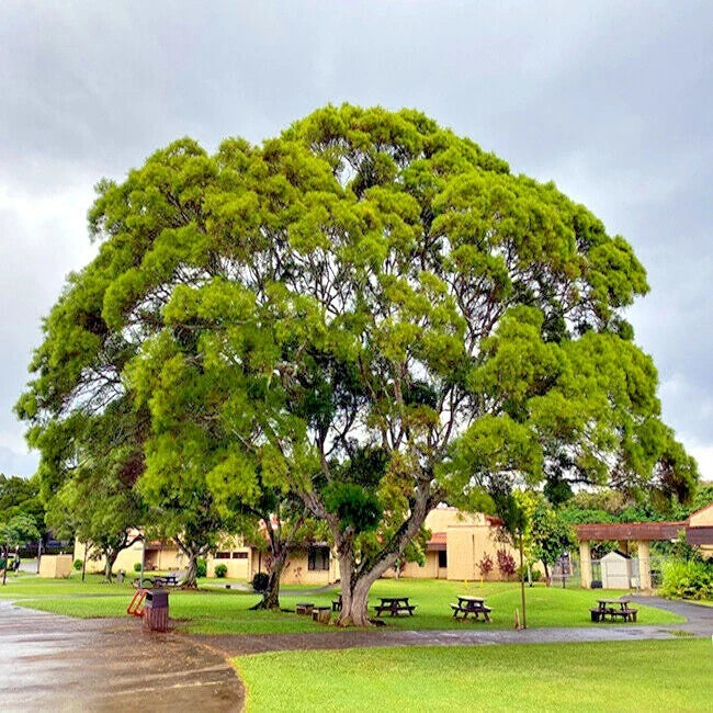 FORMOSAN KOA TREE SEEDS (Acacia confusa) Fast Growing Flowering Exotic Plant