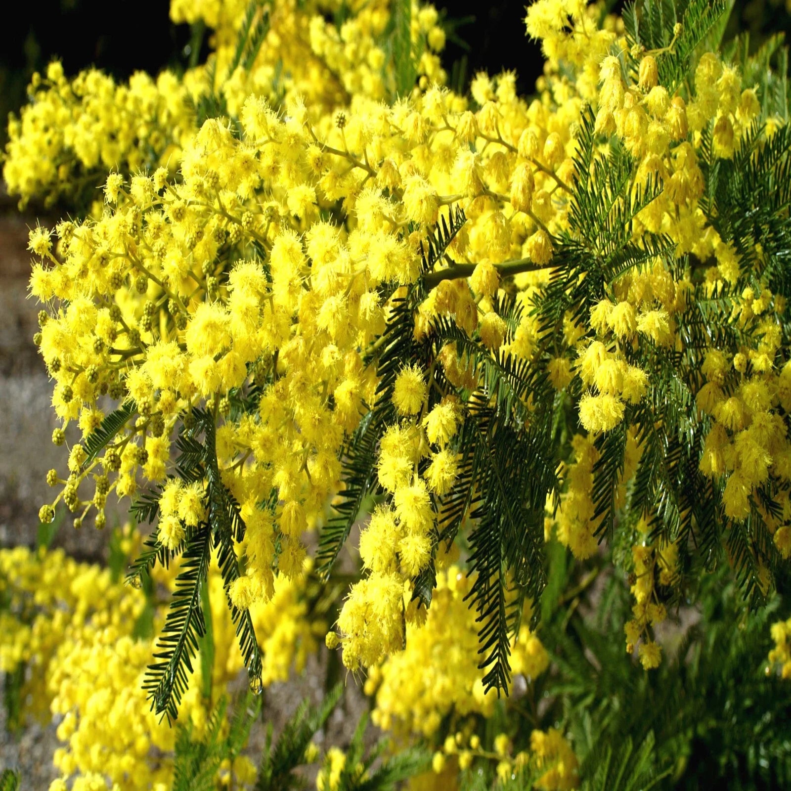 FORMOSAN KOA TREE SEEDS (Acacia confusa) Fast Growing Flowering Exotic Plant