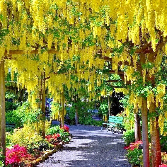 Pathway lined with yellow Golden Chain (Laburnum anagyroides) flowering trees and colorful flowers on a sunny day.