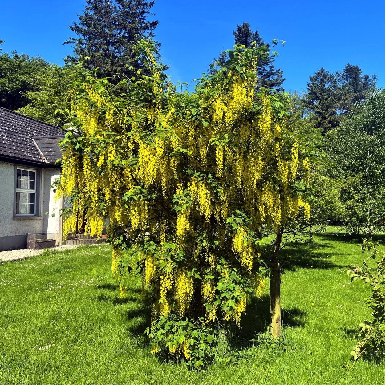 Yellow Golden Chain flowering tree in a garden with a house and trees in the background