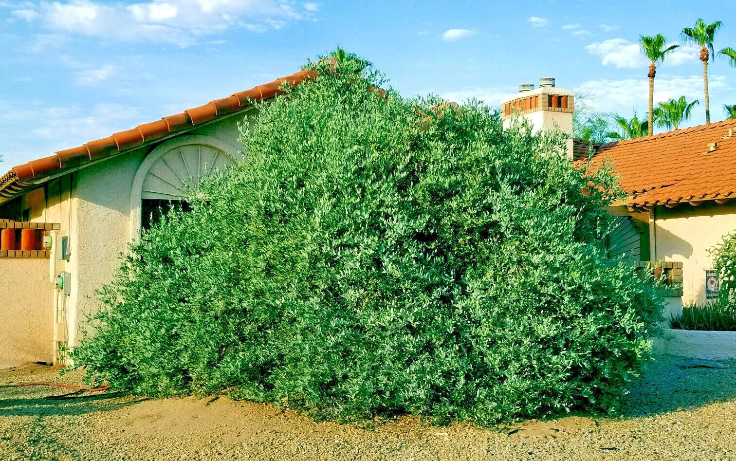 Large green jojaba tree bush in front of a house with a red roof