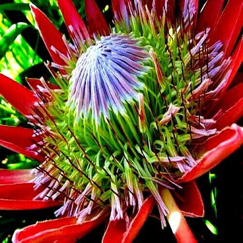 KING PROTEA CYNAROIDES SEEDS - GIANT 12" FLOWERS - Rare Exotic Garden Plant