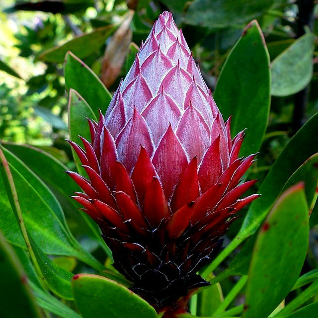 KING PROTEA CYNAROIDES SEEDS - GIANT 12" FLOWERS - Rare Exotic Garden Plant