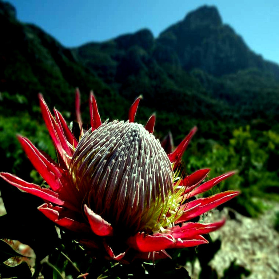 KING PROTEA CYNAROIDES SEEDS - GIANT 12" FLOWERS - Rare Exotic Garden Plant