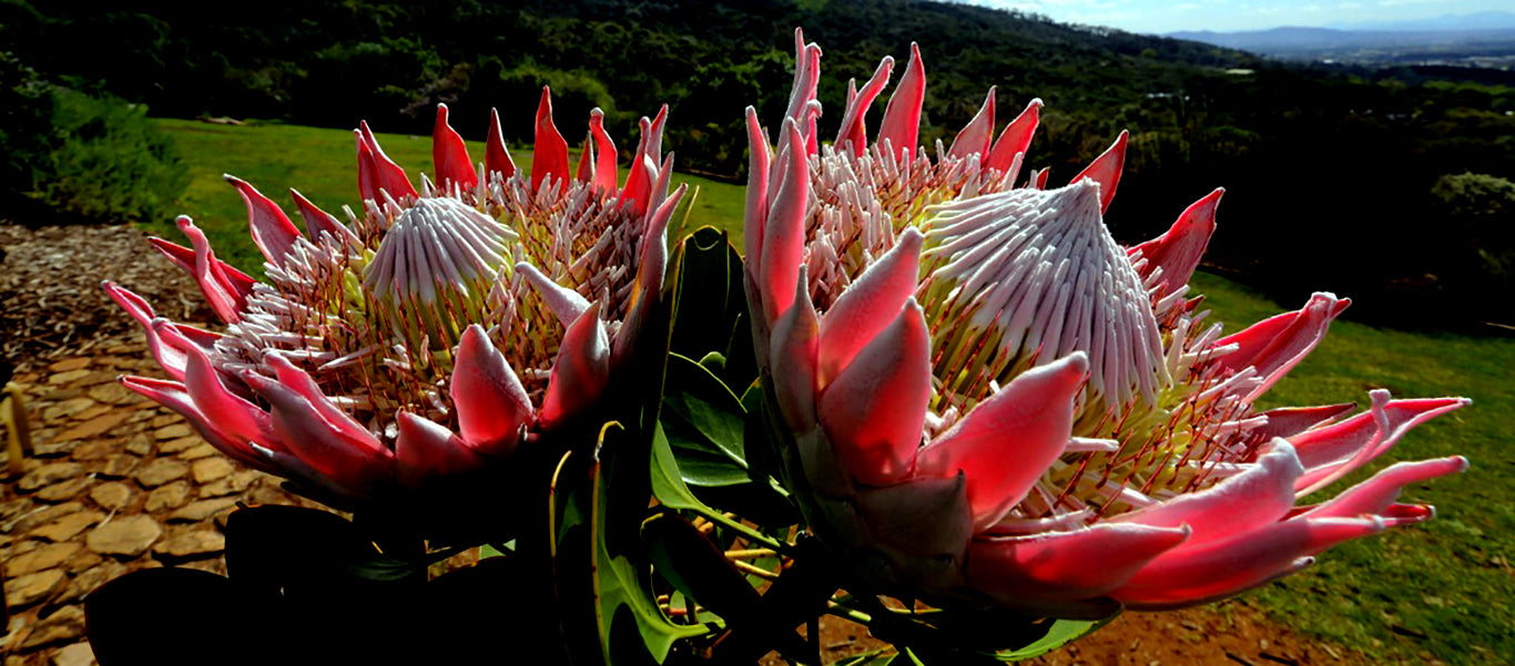 KING PROTEA CYNAROIDES SEEDS - GIANT 12" FLOWERS - Rare Exotic Garden Plant