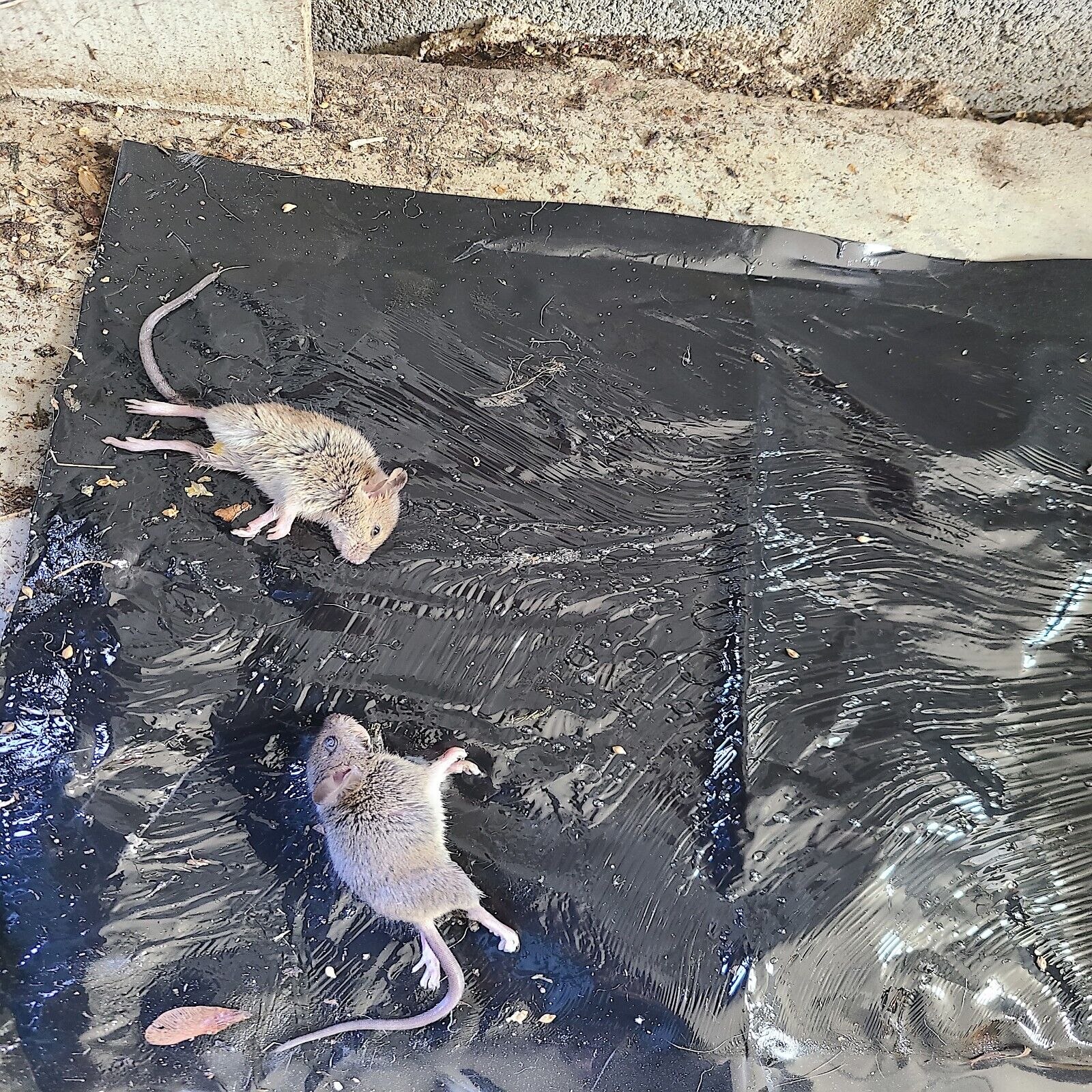 two mice stuck to large sticky mouse trap