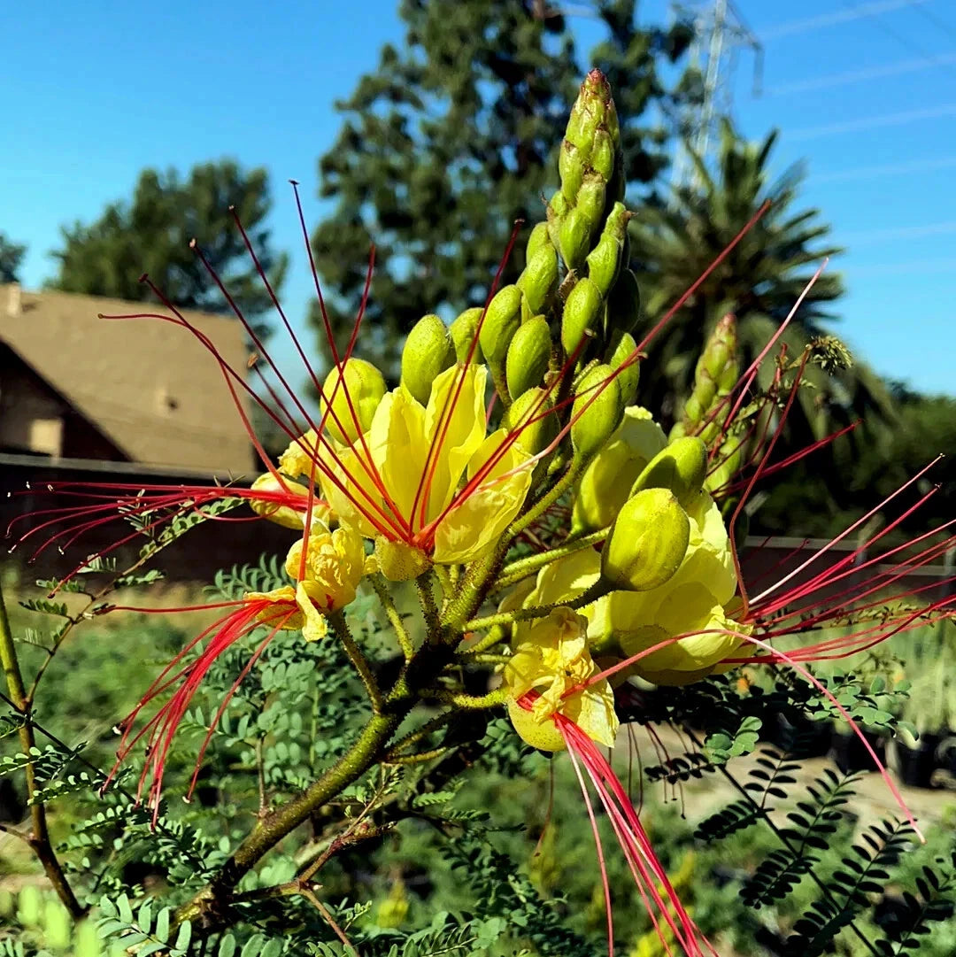 MEXICAN DESERT YELLOW BIRD OF PARADISE SHRUB FLOWER TREE SEEDS (C. Gilliesii)