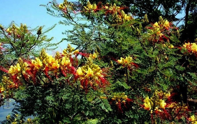 MEXICAN DESERT YELLOW BIRD OF PARADISE SHRUB FLOWER TREE SEEDS (C. Gilliesii)