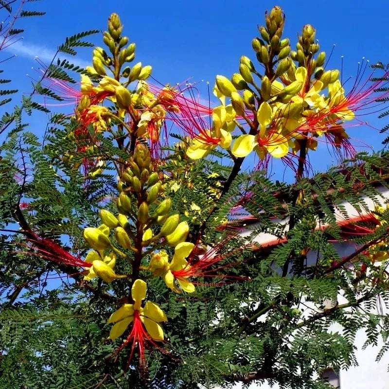MEXICAN DESERT YELLOW BIRD OF PARADISE SHRUB FLOWER TREE SEEDS (C. Gilliesii)
