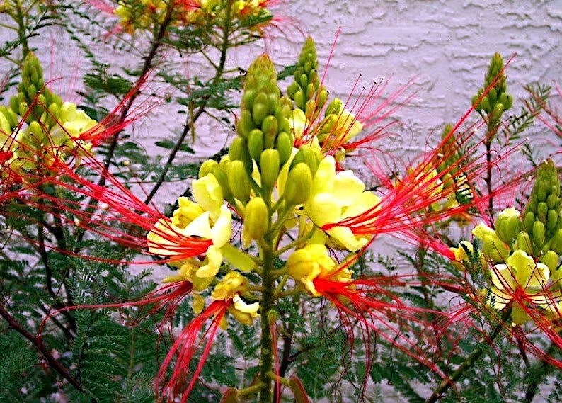 MEXICAN DESERT YELLOW BIRD OF PARADISE SHRUB FLOWER TREE SEEDS (C. Gilliesii)