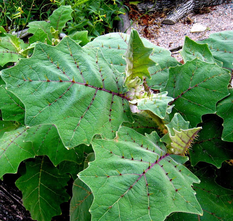 Naranjilla Orange Tree Seeds (Solanum quitoense) "Lulo Quito" Garden Fruit Plant