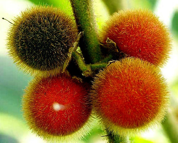 Naranjilla Orange Tree Seeds (Solanum quitoense) "Lulo Quito" Garden Fruit Plant
