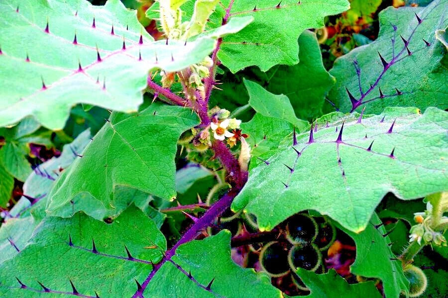Naranjilla Orange Tree Seeds (Solanum quitoense) "Lulo Quito" Garden Fruit Plant