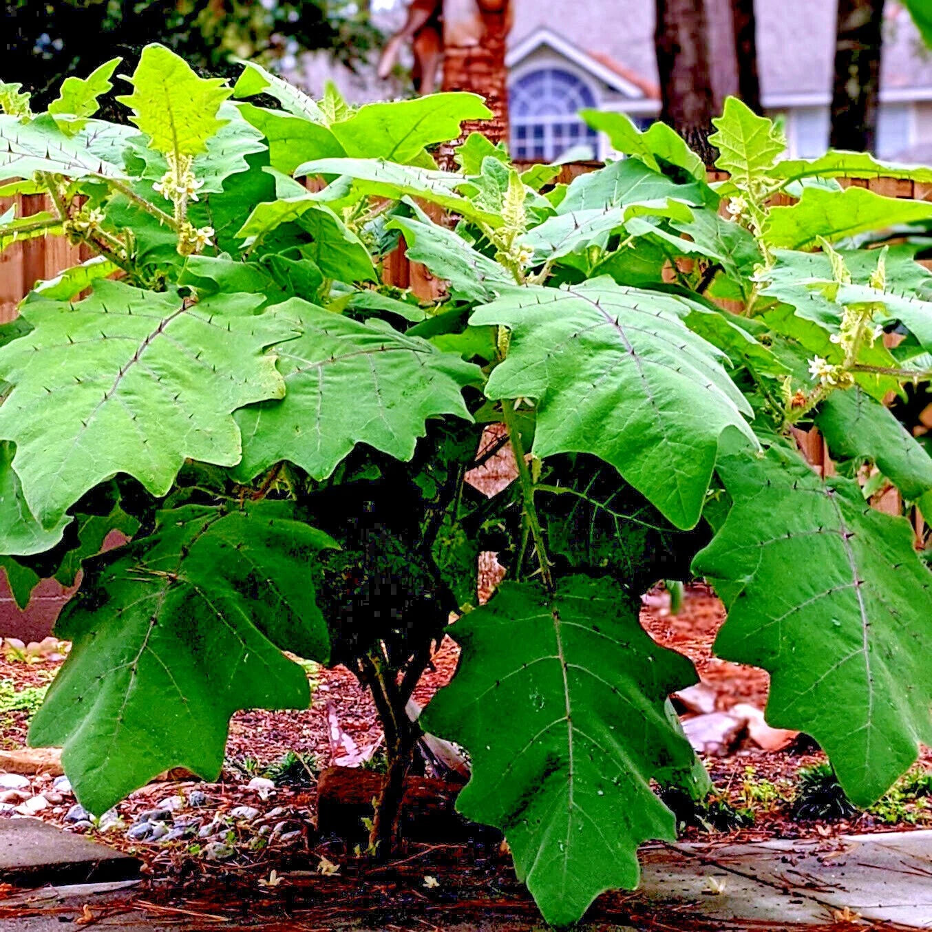 Naranjilla Orange Tree Seeds (Solanum quitoense) "Lulo Quito" Garden Fruit Plant