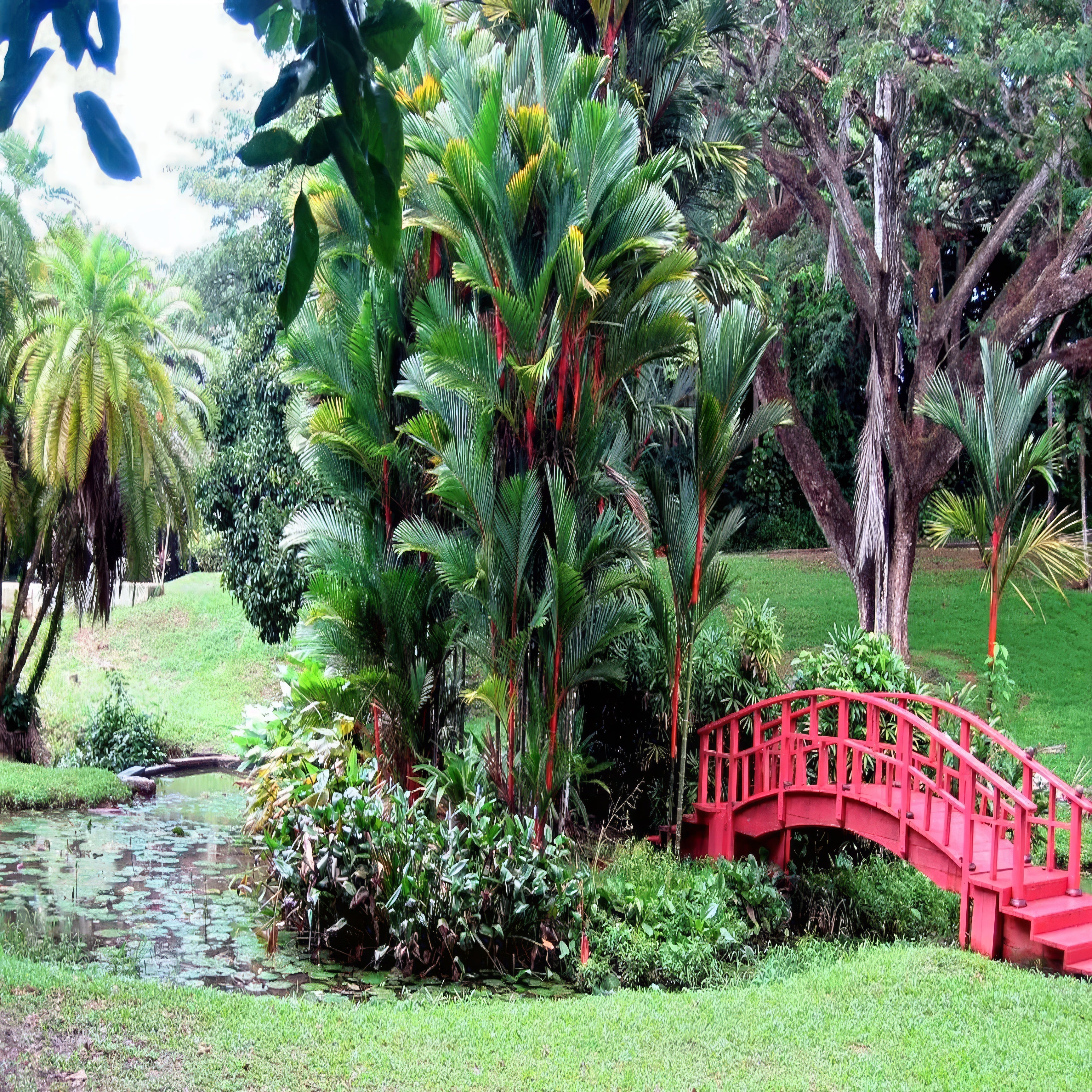 Tropical garden landscaping group of red wax palms beside a red bridge, lush greenery, and a pond.