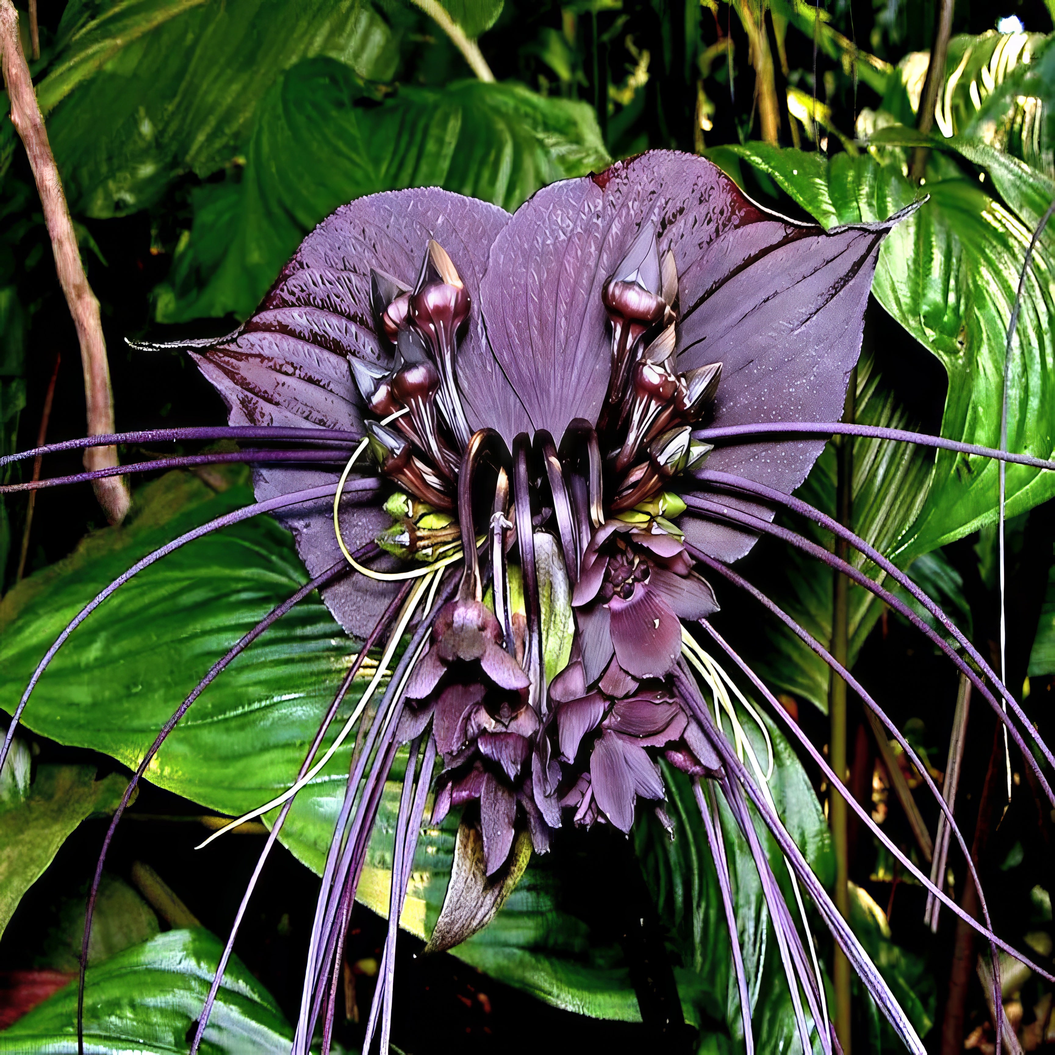 Tacca chantrieri black bat orchid flower plant with large dark petals