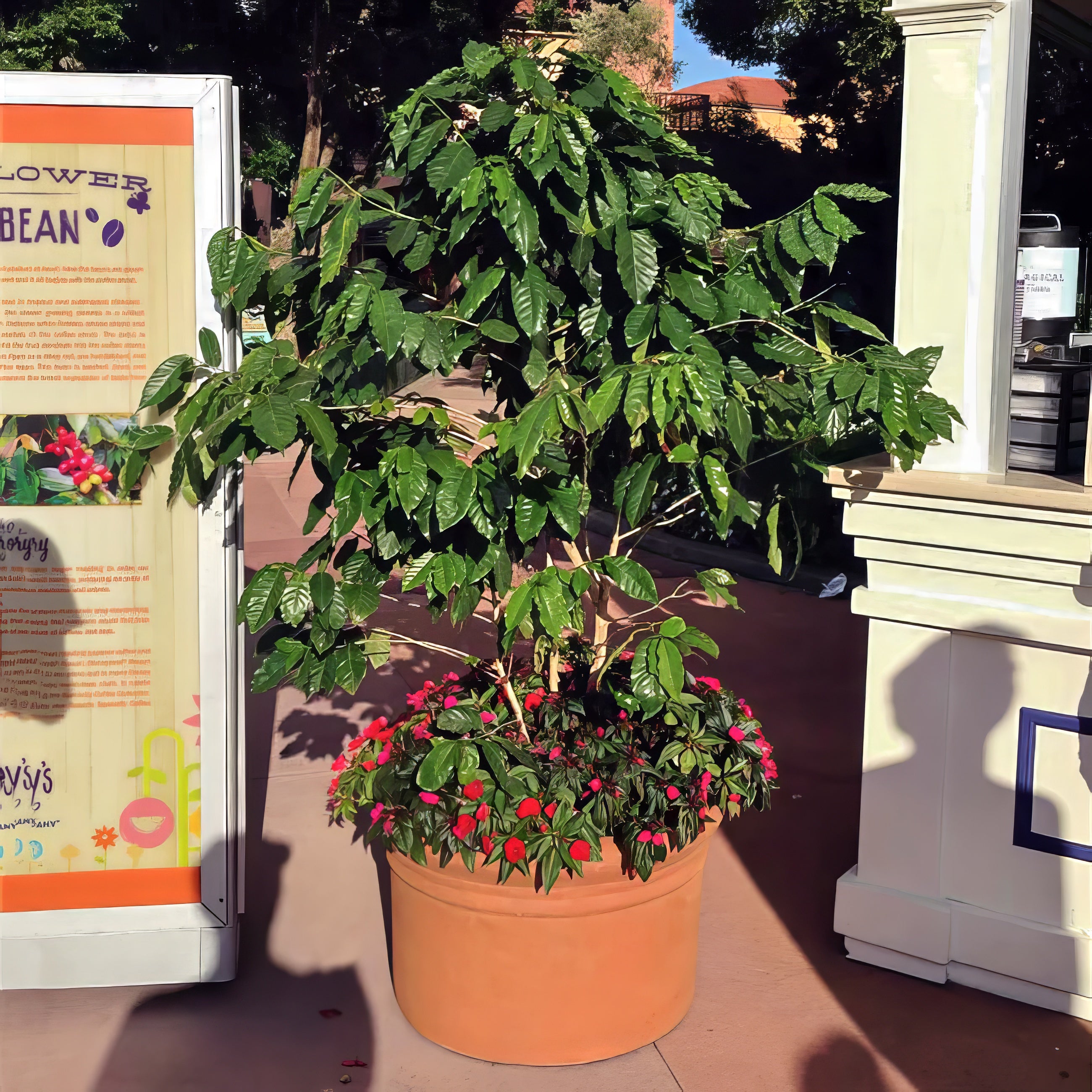 Potted coffee plant with red flowers in front of a building entrance