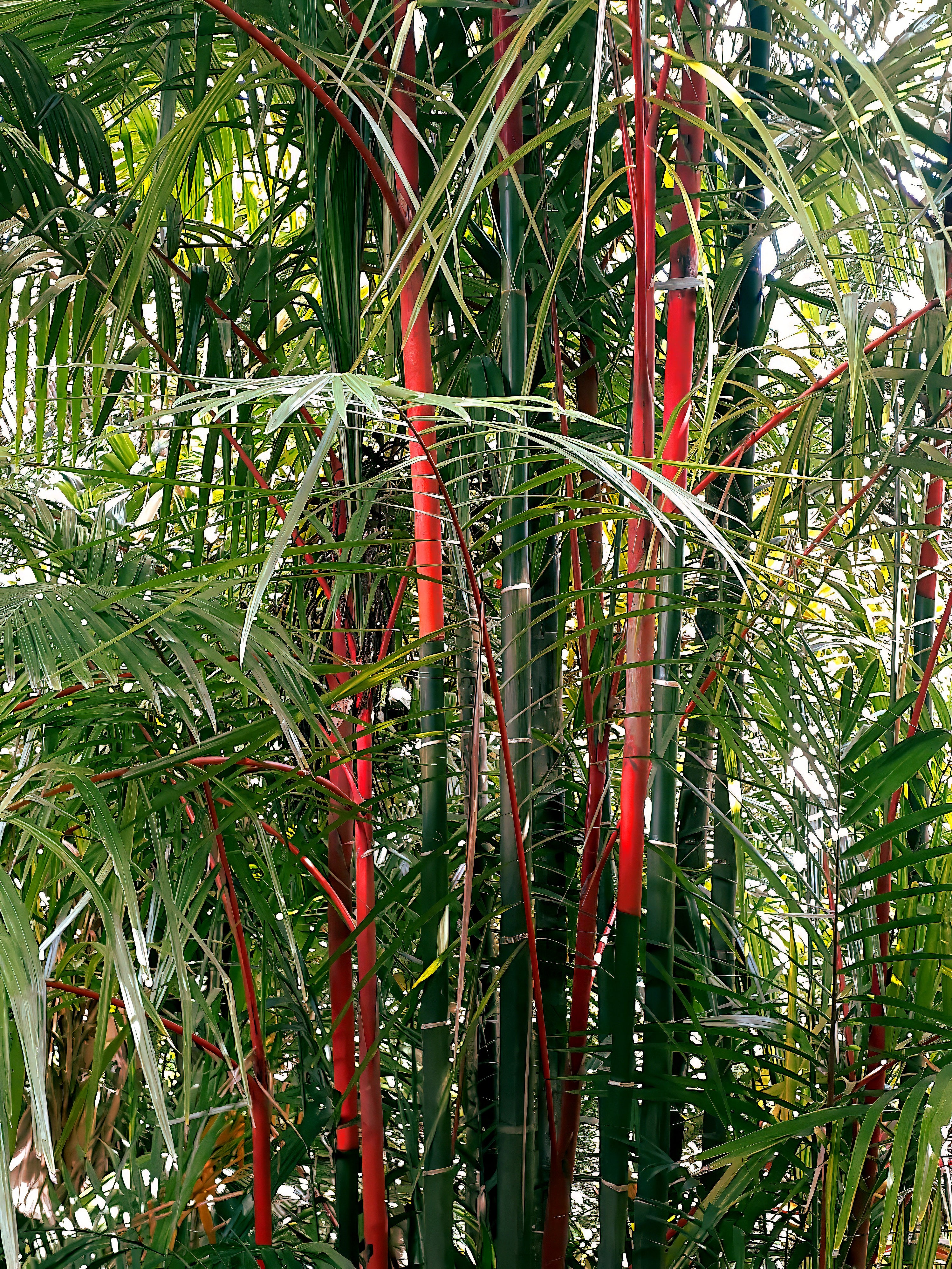 Tall green ceiling wax palm plants with red stems in a natural setting
