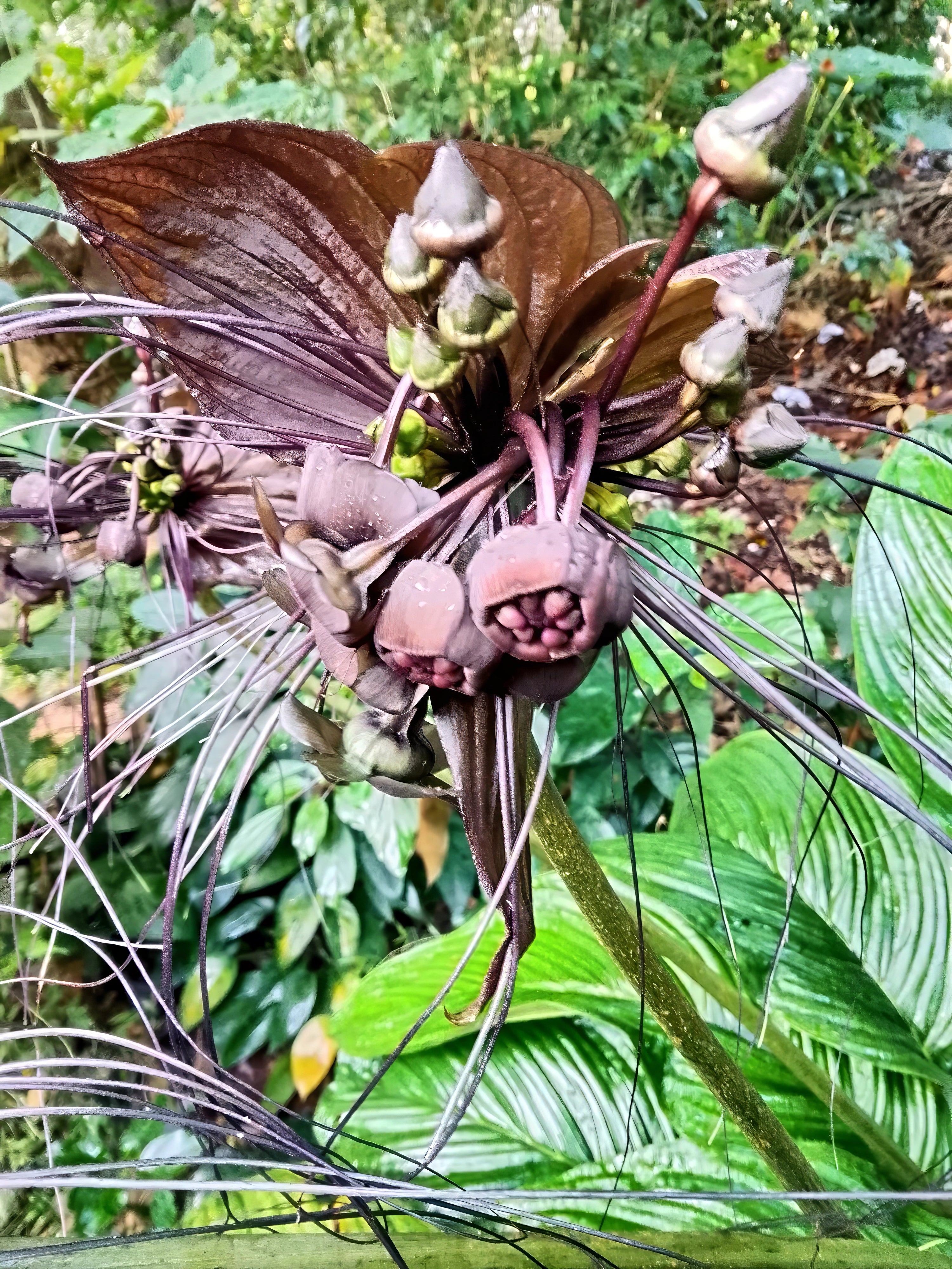 Close-up of a unique black bat flower plant with large leaves and unusual flower-like structures in a natural setting.