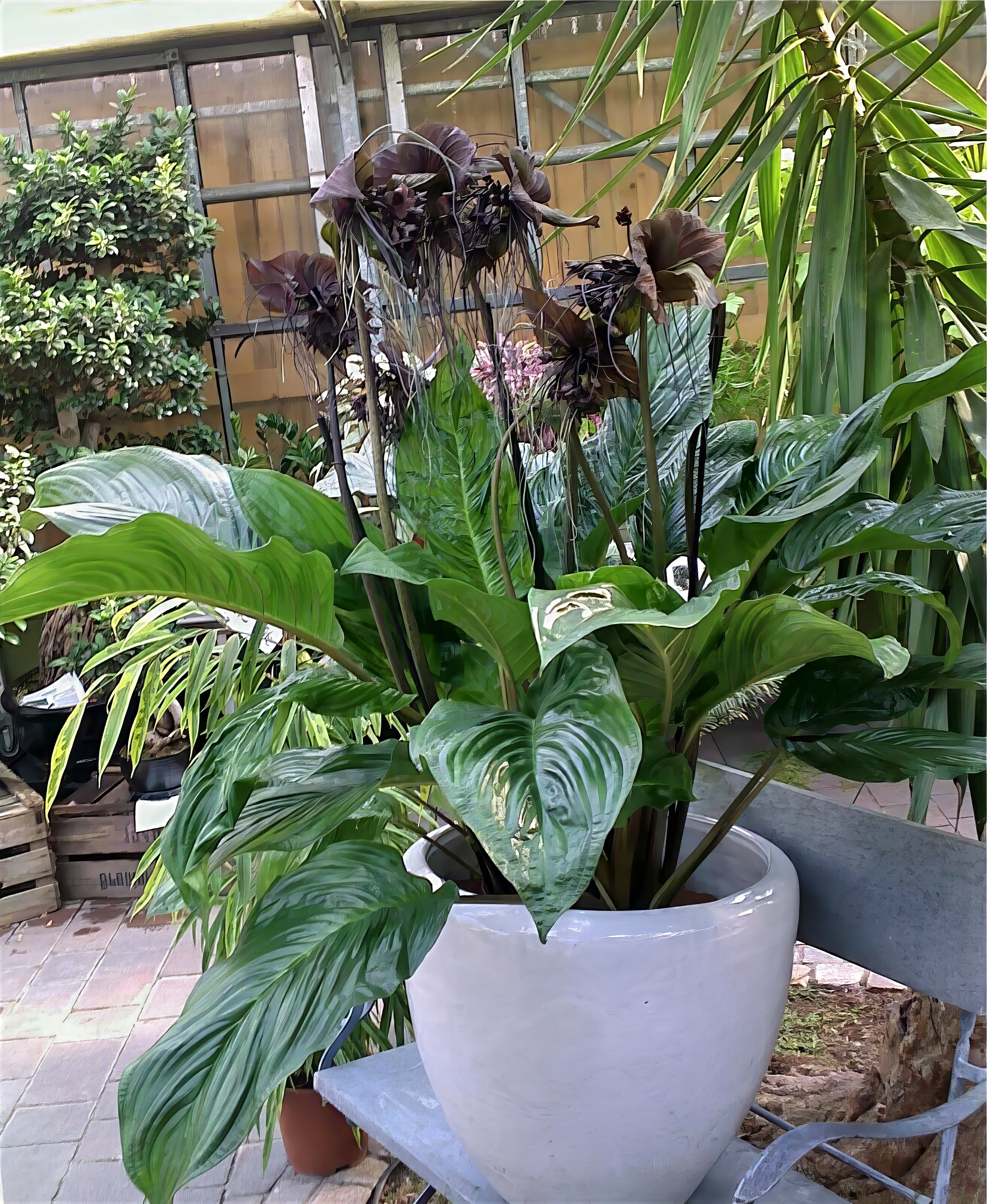 Black bat flower container plant in decorative pot for indoor gardening