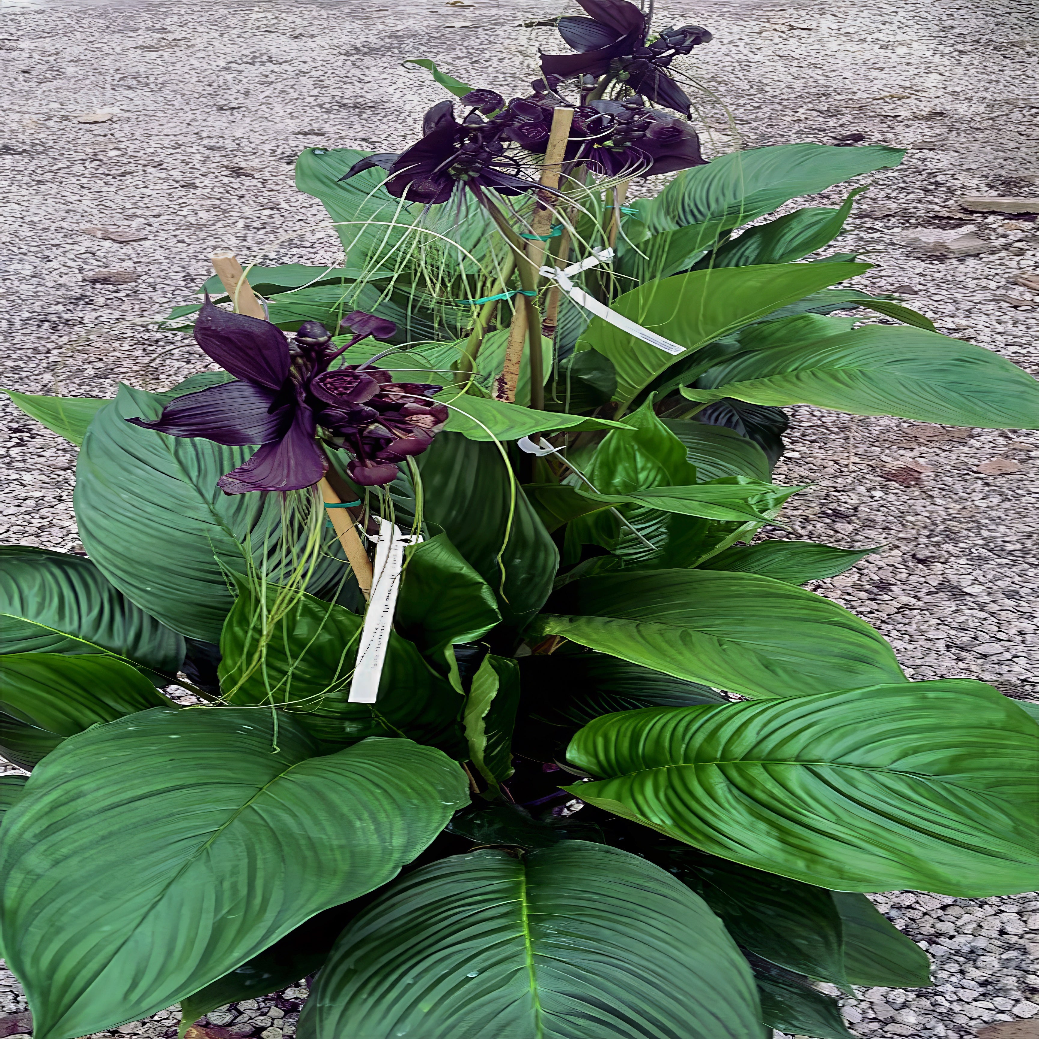 Green leafy black bat flower plant with purple flowers on a gravel surface