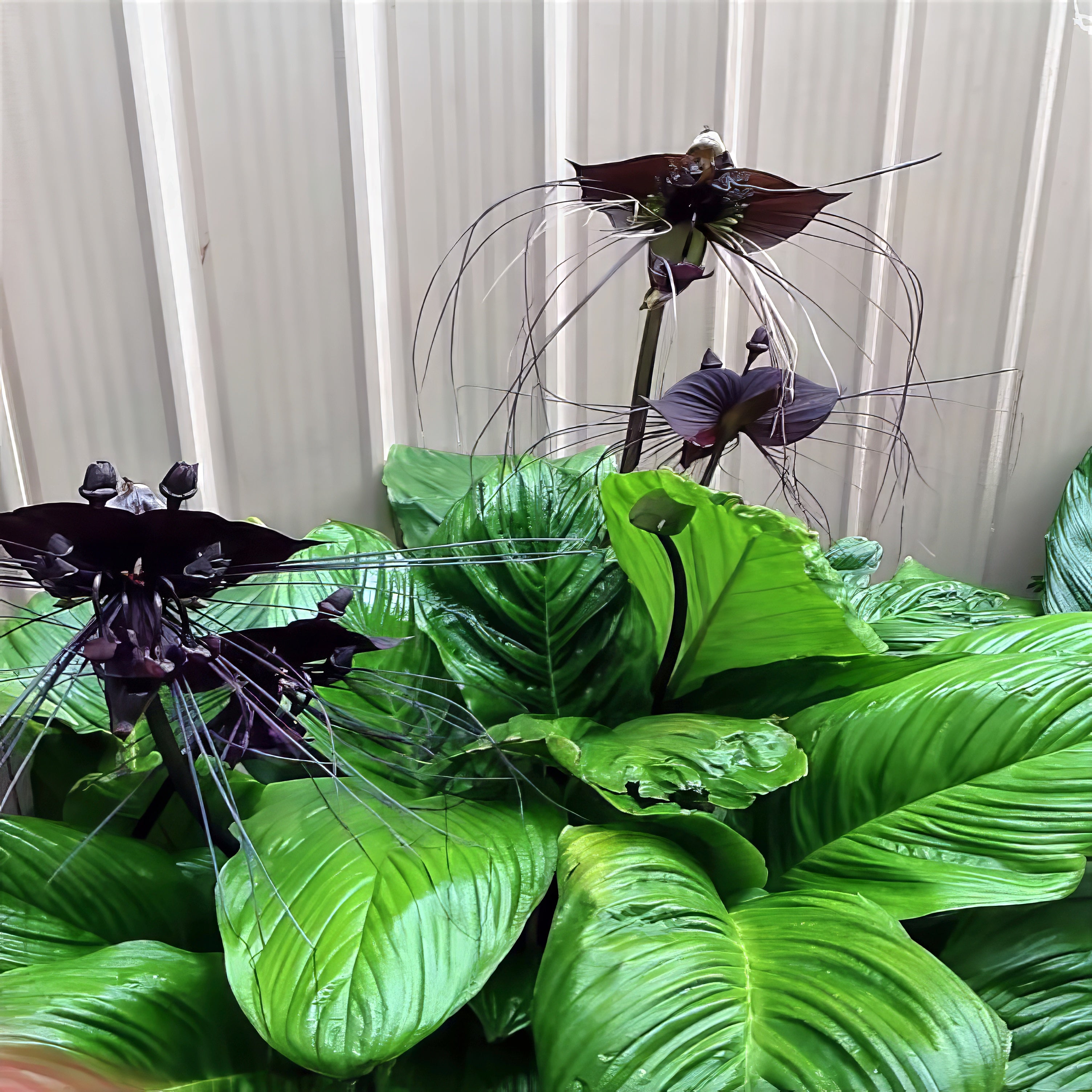 black bat flower tropical landscaping