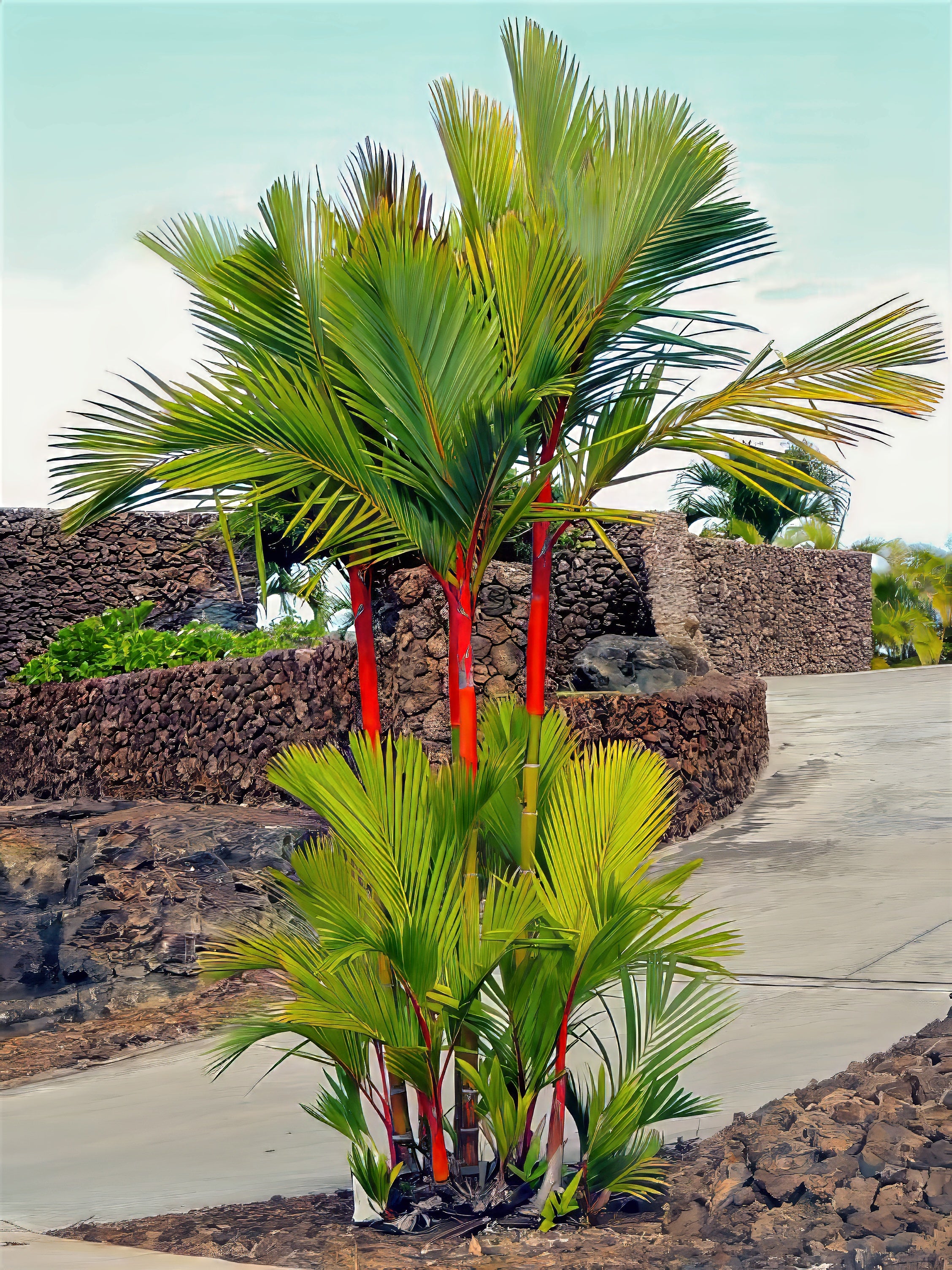 red sealing wax Palm trees with red trunks in a garden setting