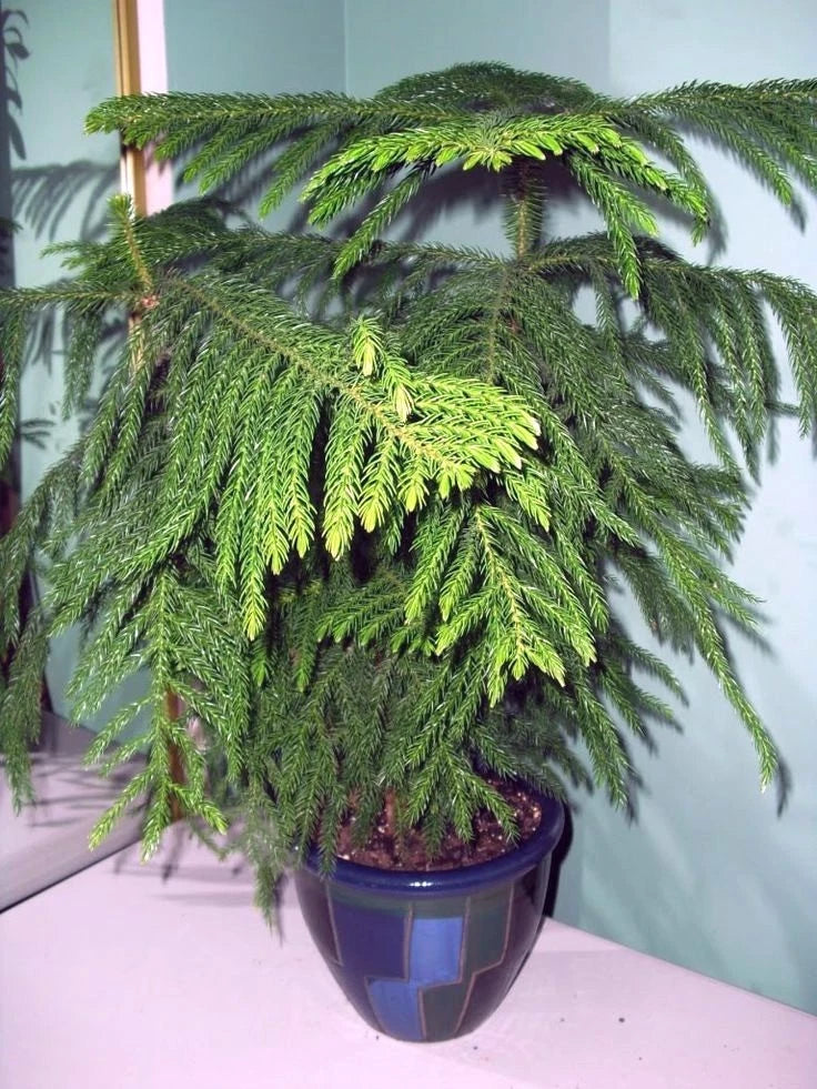 Norfolk Island Pine Seeds, (Araucaria heterophylla) Christmas Tree, Houseplant