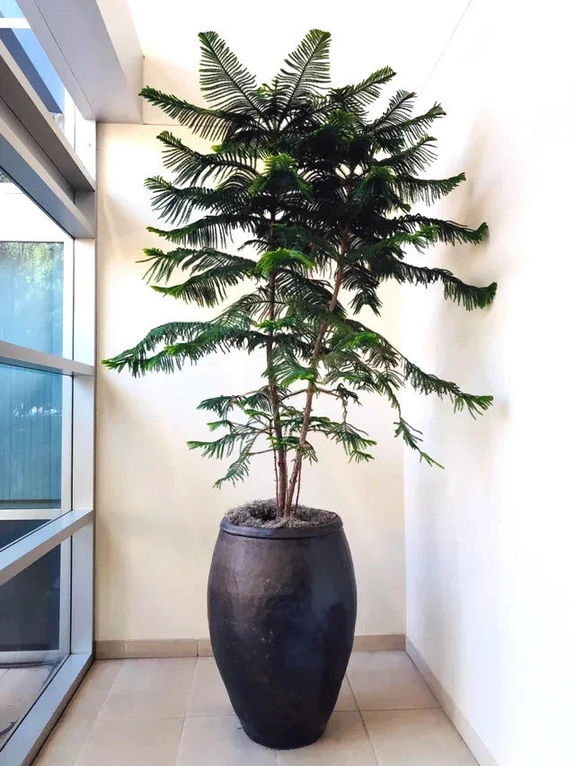 Norfolk Island Pine Seeds, (Araucaria heterophylla) Christmas Tree, Houseplant