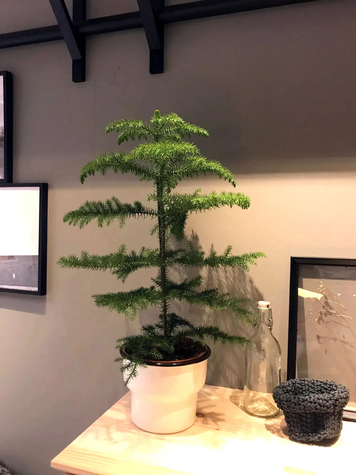 Norfolk Island Pine Seeds, (Araucaria heterophylla) Christmas Tree, Houseplant