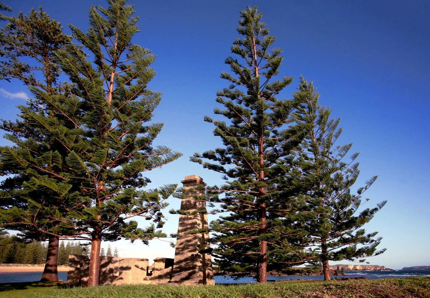 Norfolk Island Pine Seeds, (Araucaria heterophylla) Christmas Tree, Houseplant