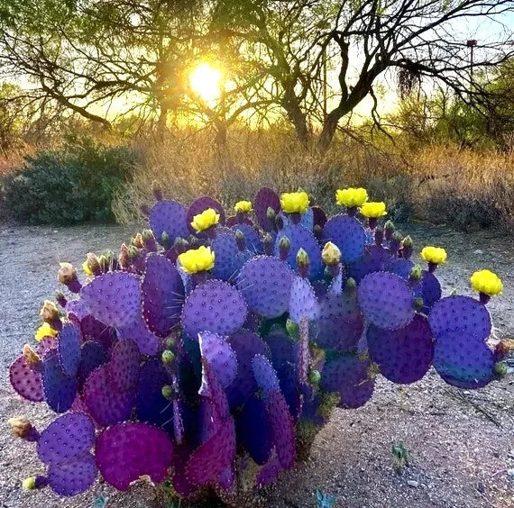 Purple Cactus Seeds (Opuntia Santa Rita) Prickly Pear Fruit Rare Fast Hardy-7