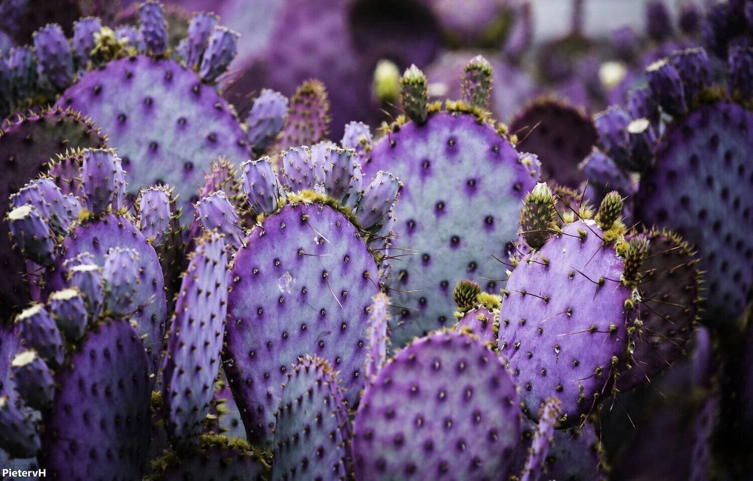 Purple Cactus Seeds (Opuntia Santa Rita) Prickly Pear Fruit Rare Fast Hardy-7