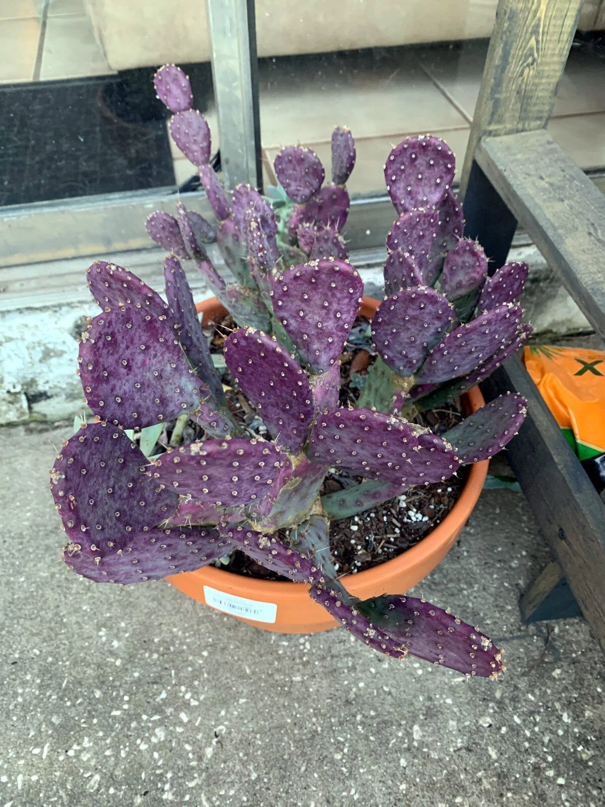 Purple Cactus Seeds (Opuntia Santa Rita) Prickly Pear Fruit Rare Fast Hardy-7