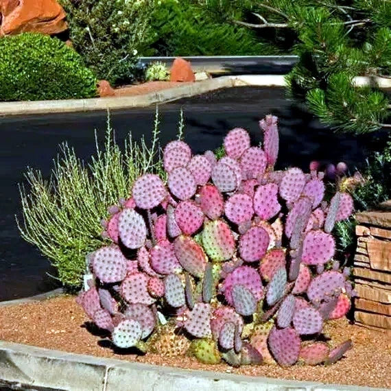 Purple Cactus Seeds (Opuntia Santa Rita) Prickly Pear Fruit Rare Fast Hardy-7