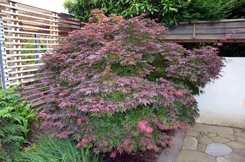 Acer 'Oregon Sunset' dwarf maple tree with pinkish-purple foliage in a garden setting