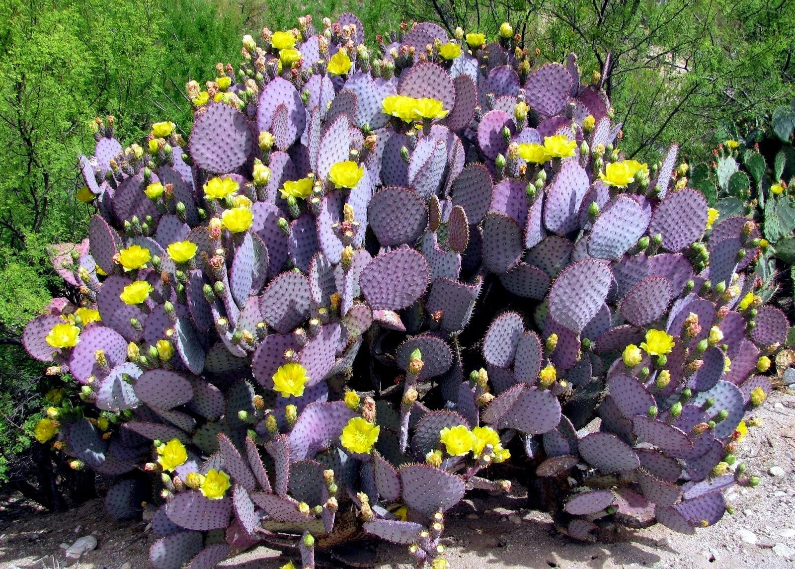 Purple Cactus Seeds (Opuntia Santa Rita) Prickly Pear Fruit Rare Fast Hardy-7